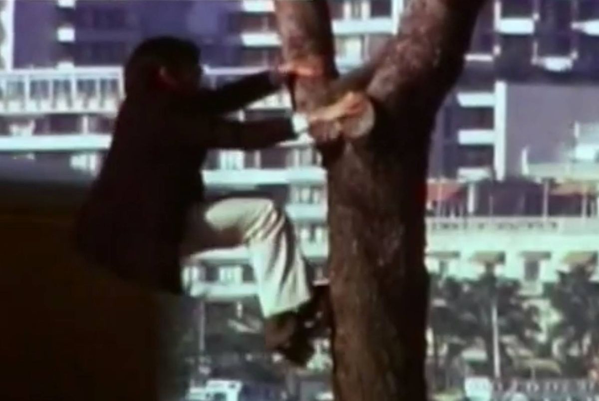 An individual is engaged in the act of climbing a tree trunk while dressed in dark clothing, situated against a backdrop of urban architecture. The scene is set in a nighttime environment, with illuminated buildings and various city lights creating a contrast against the darker tree.