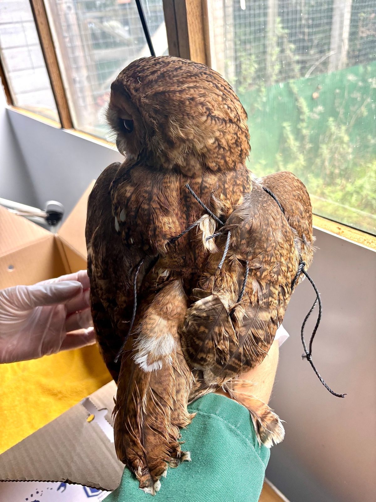 Litter can be dangerous for our local wildlife, however big or small