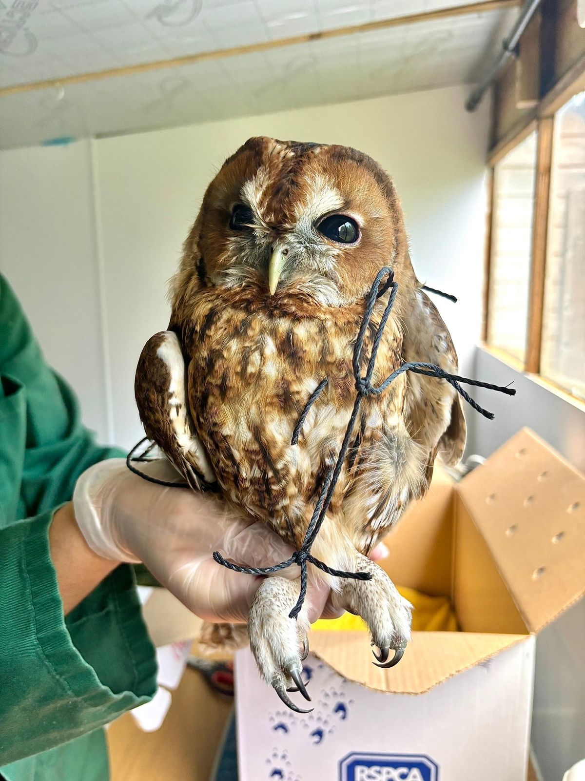 The RSPCA receives 10 calls a day to help animals severely injured by discarded rubbish