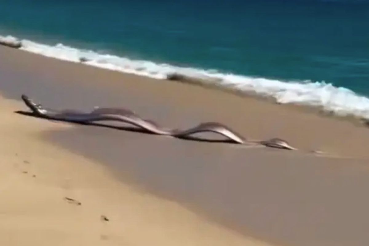 Oarfish washed up on a beach in Mexico