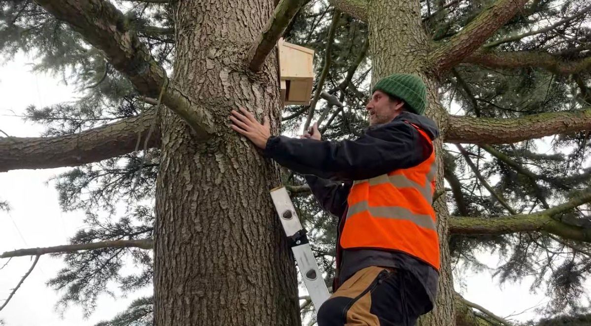 A picture of Wild.NG installing the bat box on the tree