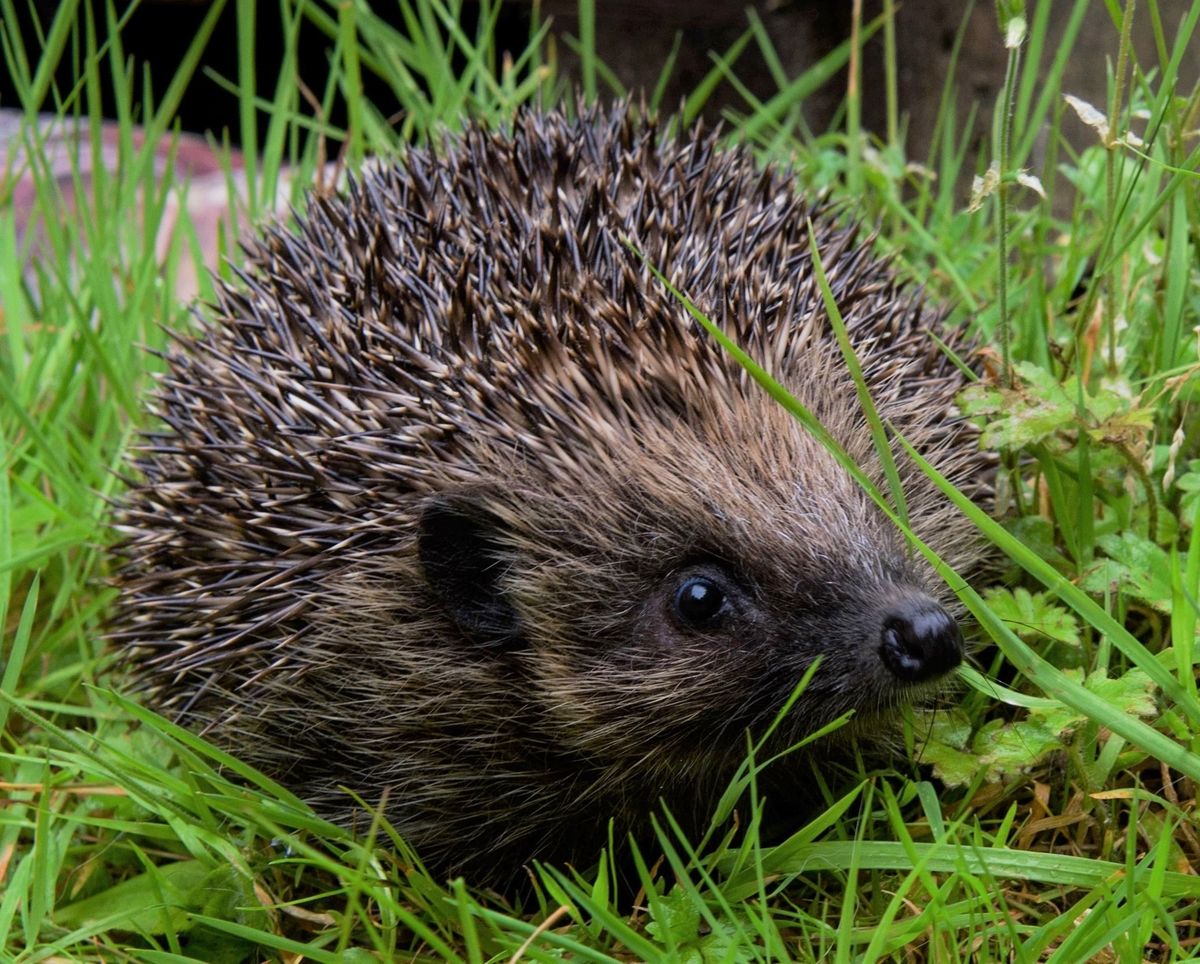 Woodlands Animal Sanctuary are advising on how to help a hedgehog in need