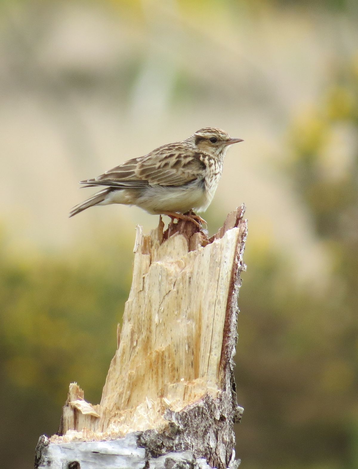 Woodlarks pictured at the Wealden Heaths NNR