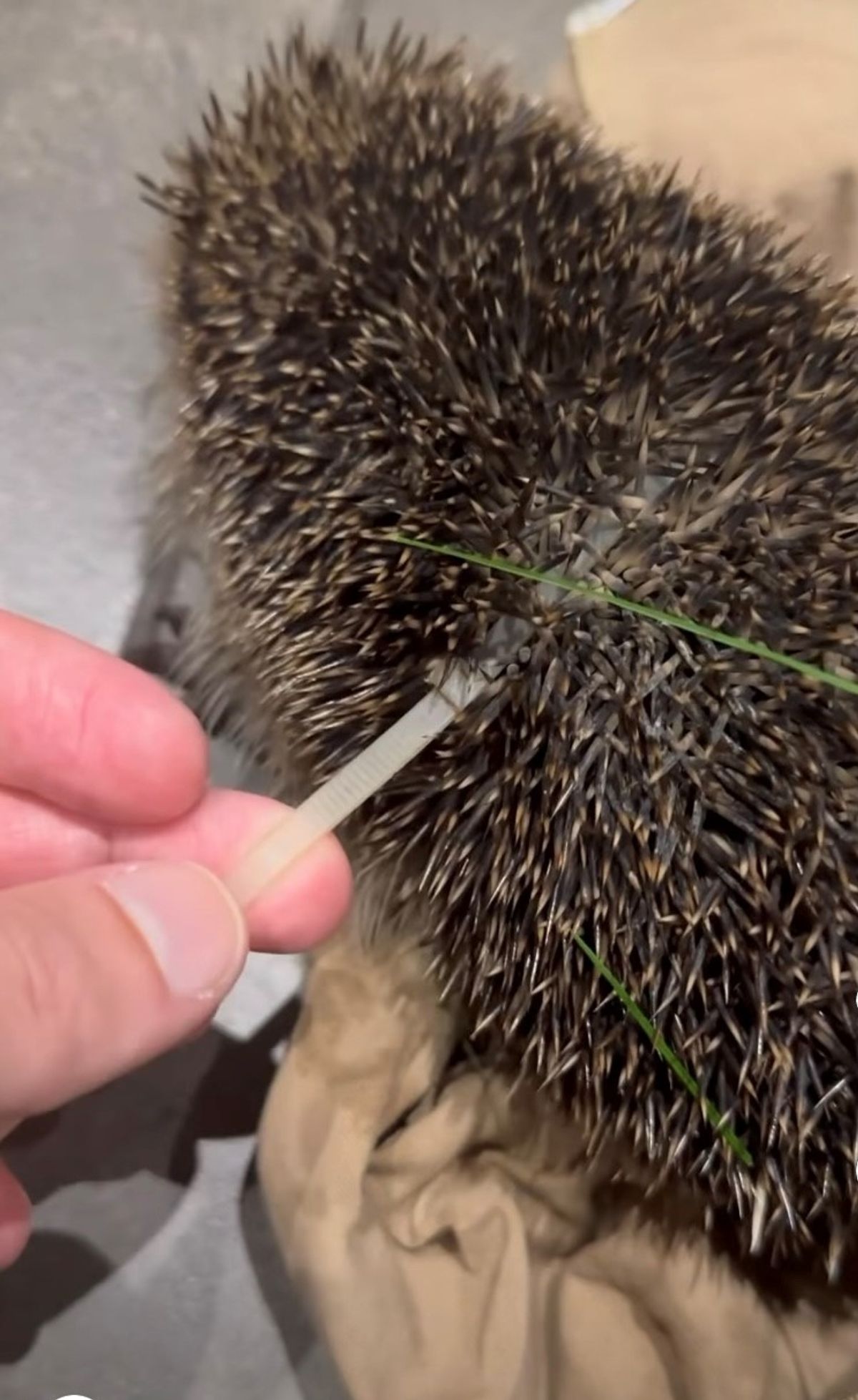 A little hedgehog, caught in a cable tie