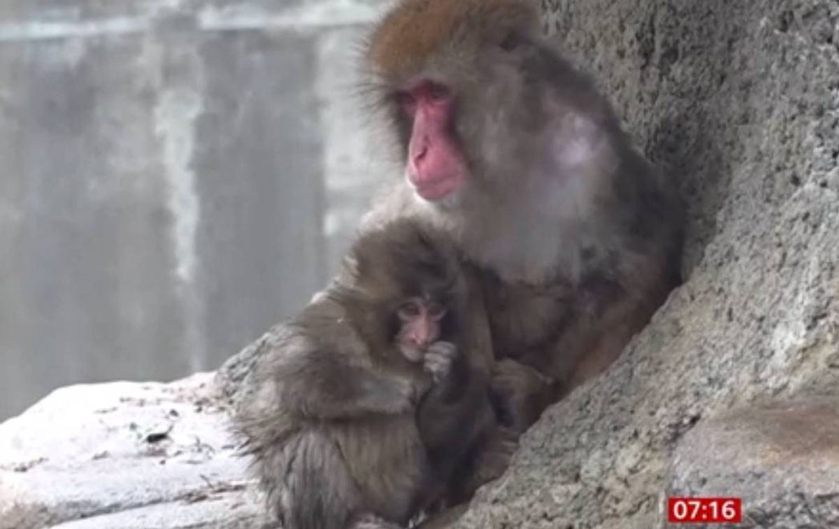 Punch the monkey has been taken in by a female monkey