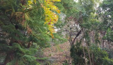 How Nature Can Restore Well-Being