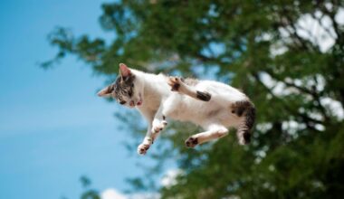 A New Study Details How Cats Almost Always Land on Their Feet