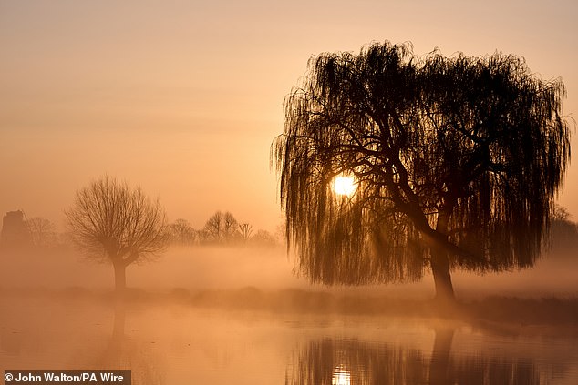 An early morning orange sunrise behind a tree at Bushy Park in South West London today