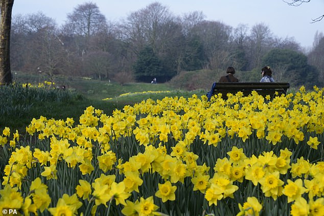 Daffodils in bloom at Sefton Park in Liverpool today as temperatures are set to hit 19C in places