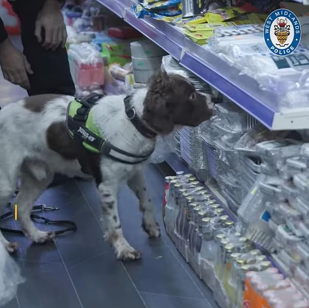 A sniffer dog on a raid in the early hours of January 31, 2024, carried out by West Midlands Police, trading standards and immigration enforcement at 13 Bob Shops