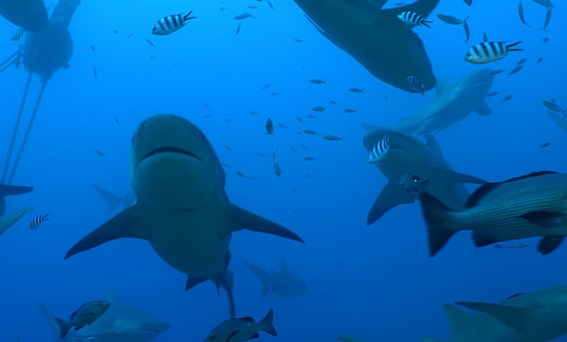 The research observed 184 bull sharks in Fiji over the course of six years