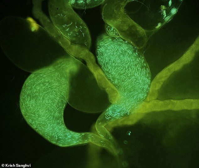 The team also analysed 56 studies across 30 non-human species including birds, mice, monkeys and insects. Pictured: Sperm tagged with green fluorescent protein in the testes and seminal vesicles (male sperm storage organs) of a male Drosophila fruit fly
