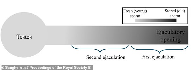 Having regular sex results in higher quality sperm, according to the study, as younger sperm have less DNA damage