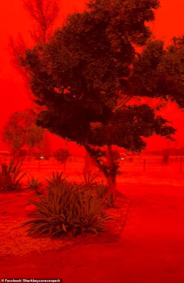 Pictured is a tree during the wind storm, with gusts reaching up to 100km/hour on Friday