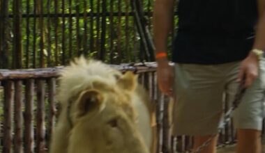 Tyson Fury took a lion for a walk ahead of his fight against Arslanbek 'The Lion' Makhmudov