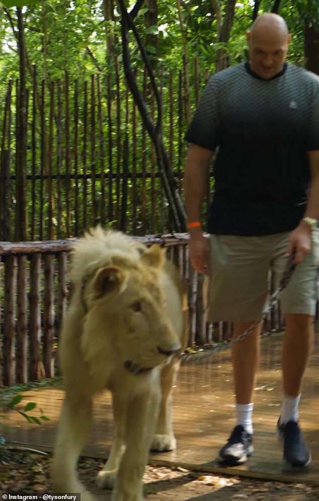 Tyson Fury took a lion for a walk ahead of his fight against Arslanbek 'The Lion' Makhmudov