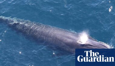 ‘God squad’ waives endangered species law to allow US drilling in Gulf of Mexico | Trump administration