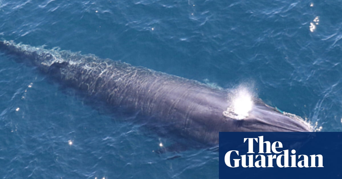 ‘God squad’ waives endangered species law to allow US drilling in Gulf of Mexico | Trump administration