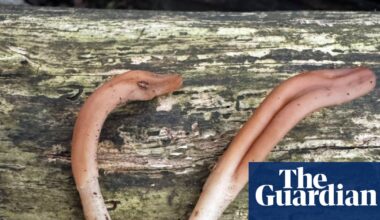 Striking it licky: rare tongue-shaped fungus found for first time in UK | West Sussex