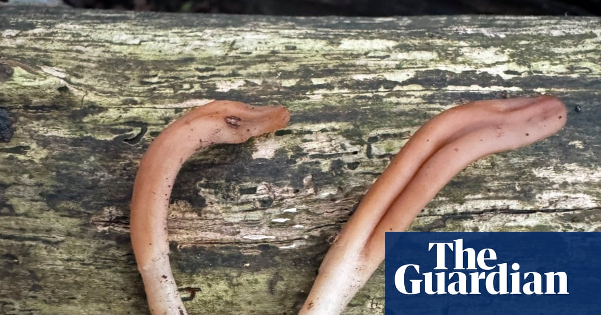 Striking it licky: rare tongue-shaped fungus found for first time in UK | West Sussex
