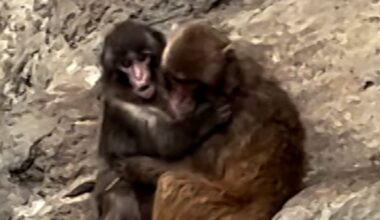 Punch the monkey has a new best friend - CNN