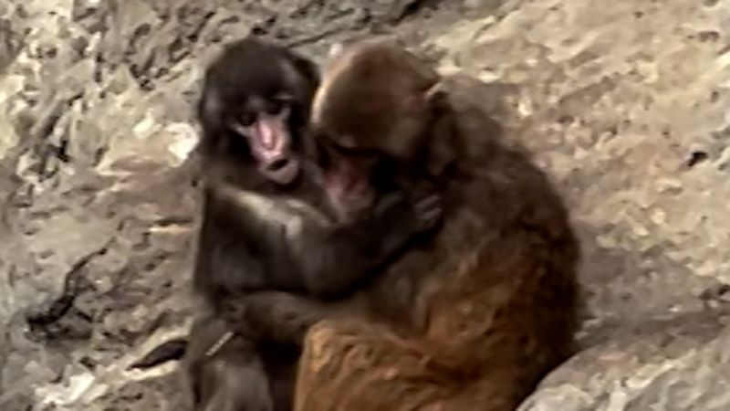 Punch the monkey has a new best friend - CNN