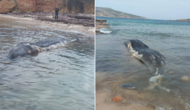 Dead whale washes up on Comino