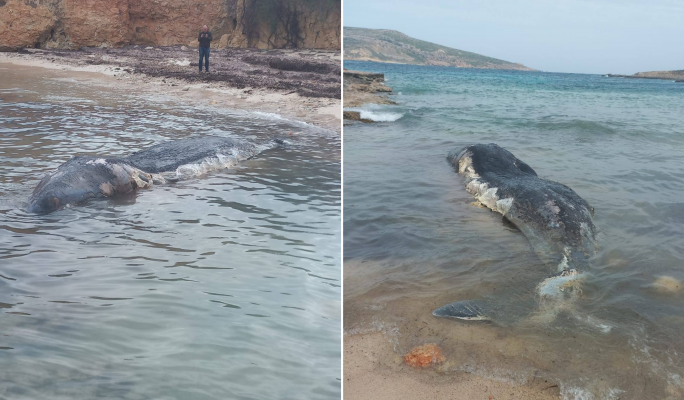 Dead whale washes up on Comino
