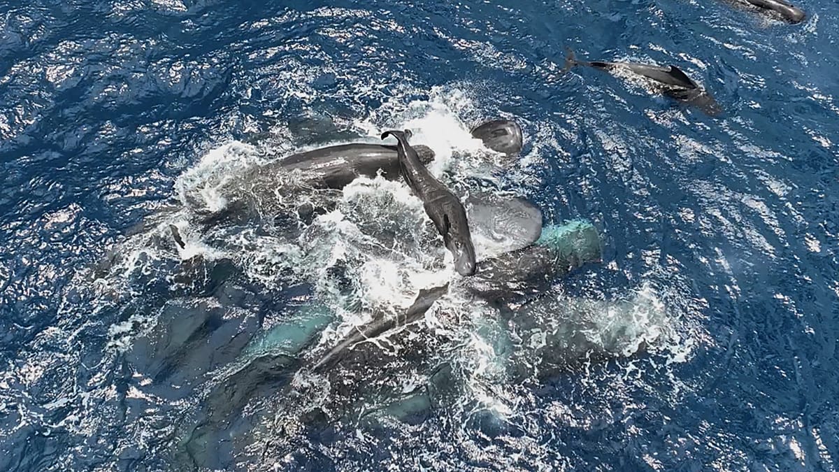 ‘Really special’: Watch as mother, sister and daughter whales unite in supporting newborn calf