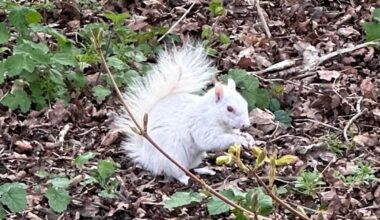 UK man finds super rare albino squirrel after mistakening it for a plastic bag