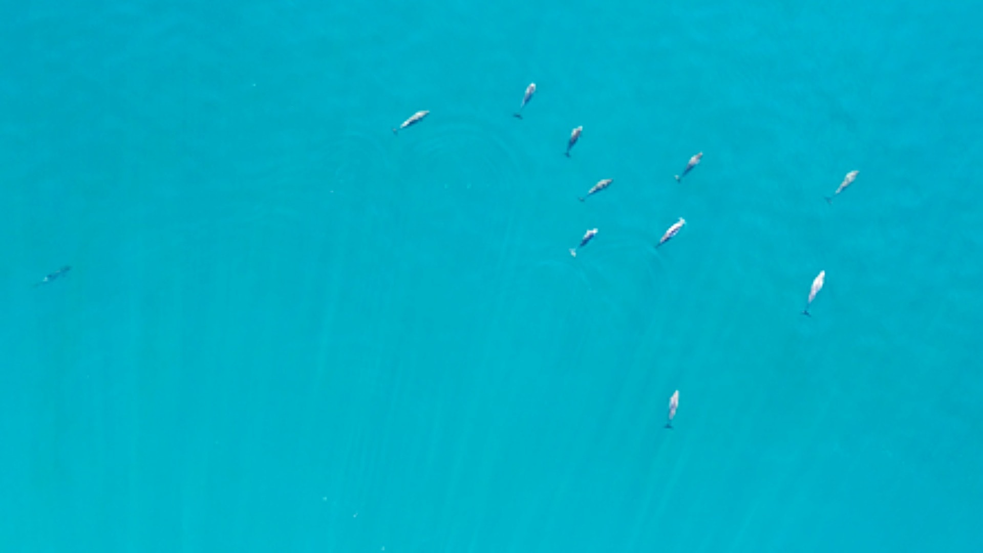 Harbour porpoises gathering in 'unusually' large numbers in waters around Shetland.