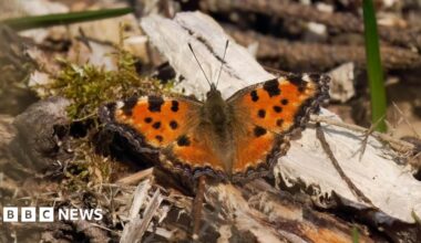 Large tortoisehell butterfly sitting on wood chippings
