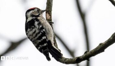A lesser spotted woodpecker is seen on a bare branch. It has a striped white pattern on its back and a pale speckled front. On the top of his head is a bright red patch.