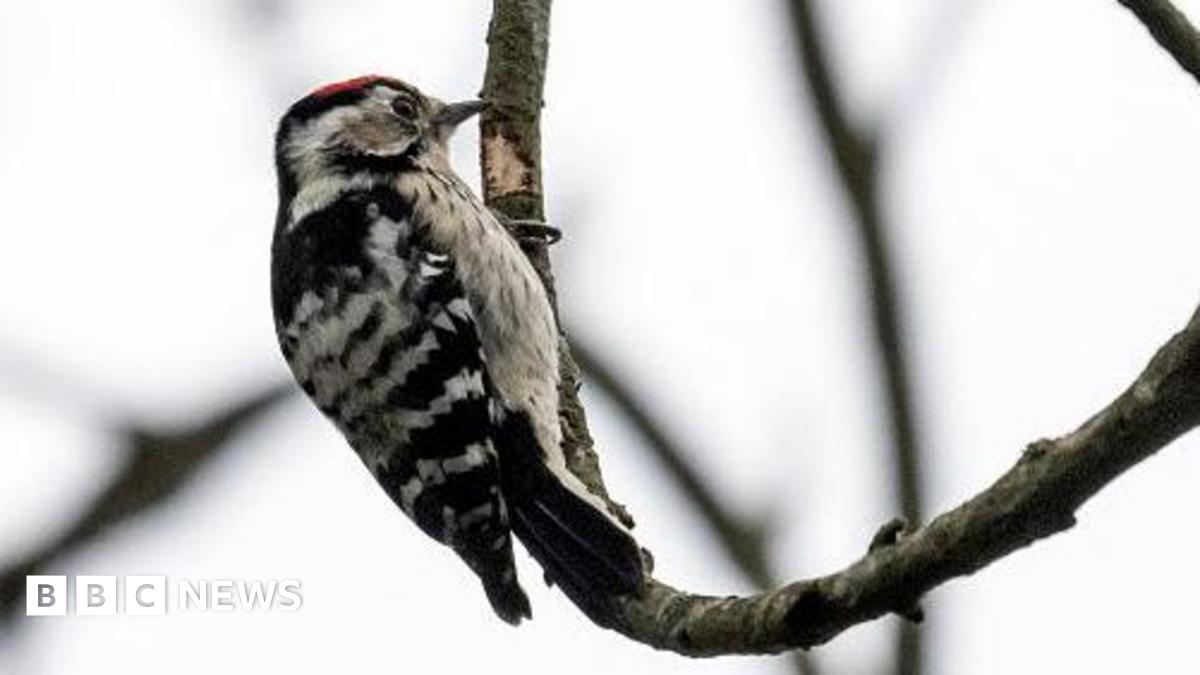 A lesser spotted woodpecker is seen on a bare branch. It has a striped white pattern on its back and a pale speckled front. On the top of his head is a bright red patch.