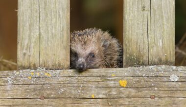 Oxford hedgehog discovery could save thousands from road deaths - The Independent
