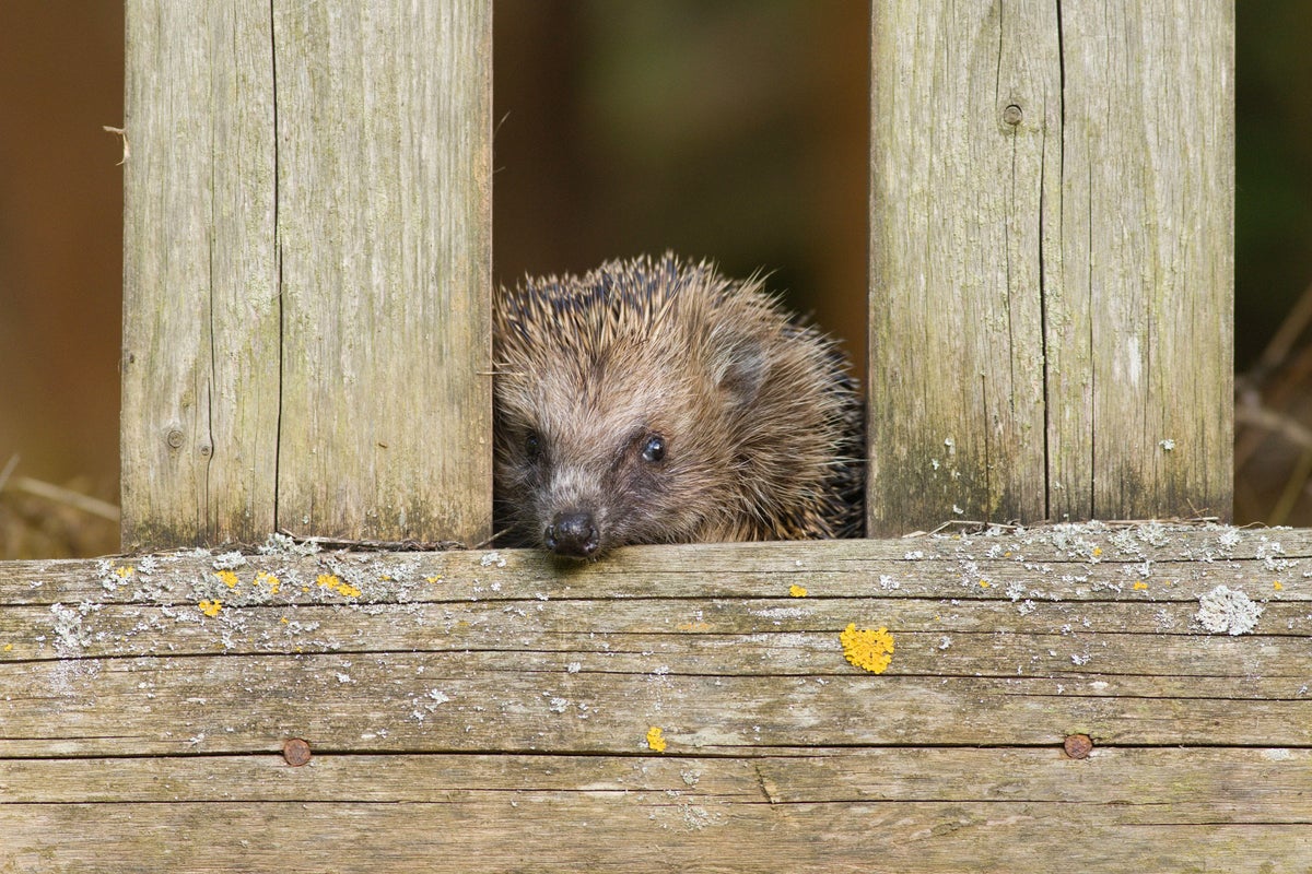 Oxford hedgehog discovery could save thousands from road deaths - The Independent