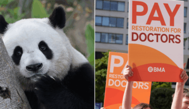 BMA likens GPs to pandas in 'hysterical' campaign warning of extinction dangers