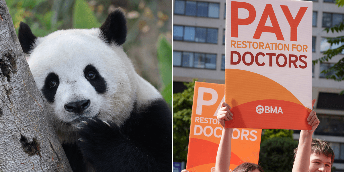 BMA likens GPs to pandas in 'hysterical' campaign warning of extinction dangers