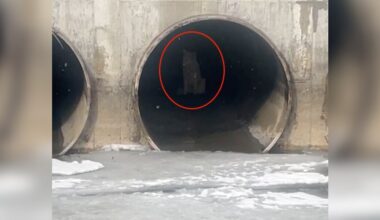 Fishermen Spot White 'Wolf' On Icy River — Then Realize The Animal Is Stuck