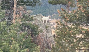 Tiny ‘Mountain Goat’ Moves Into Colorado Town — But She's Not What She Appears To Be