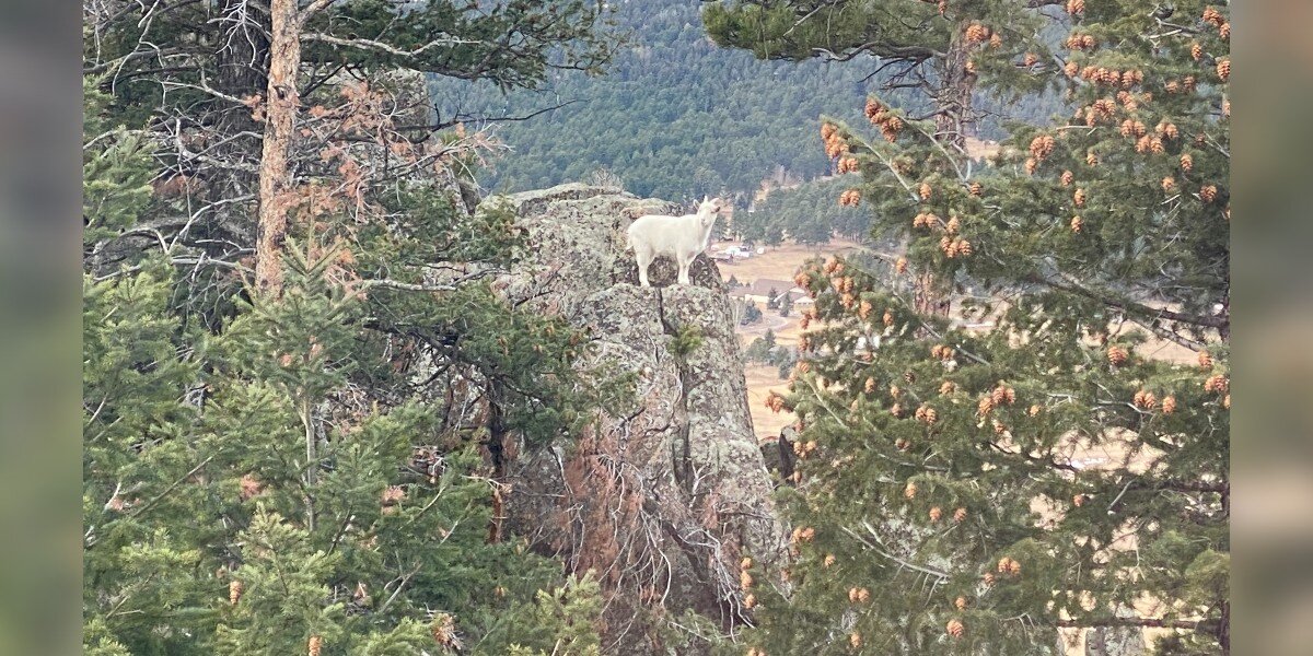 Tiny ‘Mountain Goat’ Moves Into Colorado Town — But She's Not What She Appears To Be