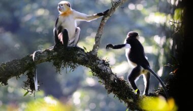 Population upsurge for Critically Endangered Tonkin Snub-nosed Monkey
