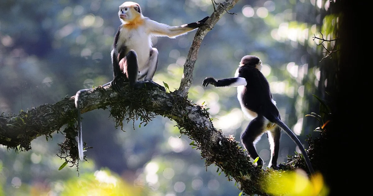 Population upsurge for Critically Endangered Tonkin Snub-nosed Monkey
