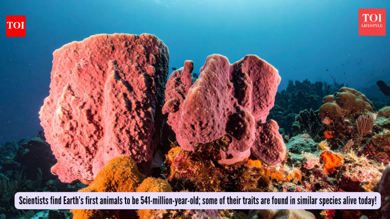 Scientists find Earth’s first animals to be 541-million-year-old; some of their traits are found in similar species alive today! |