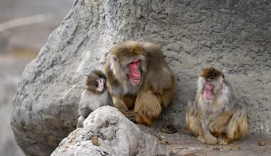 Punch the monkey is seen cuddling with fellow macaque at Japanese zoo