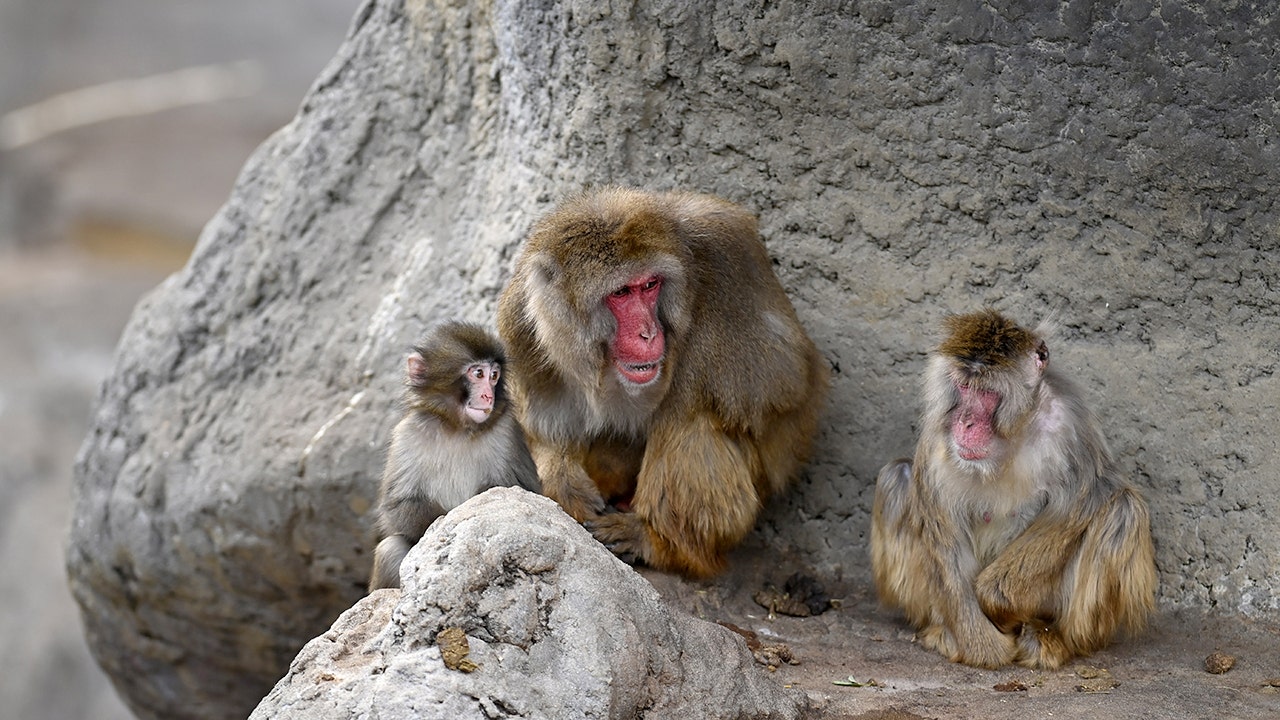 Punch the monkey is seen cuddling with fellow macaque at Japanese zoo