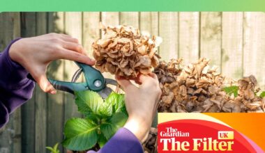 ‘Cheap as chips and save backache’: gardening pros on the tools they can’t live without | Gardening advice