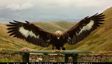 NatureScot reinstates use of General Licences on Raeshaw Estate during appeal process – Raptor Persecution UK