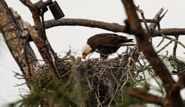 Beloved bald eagle presumed dead after going missing from Florida nest