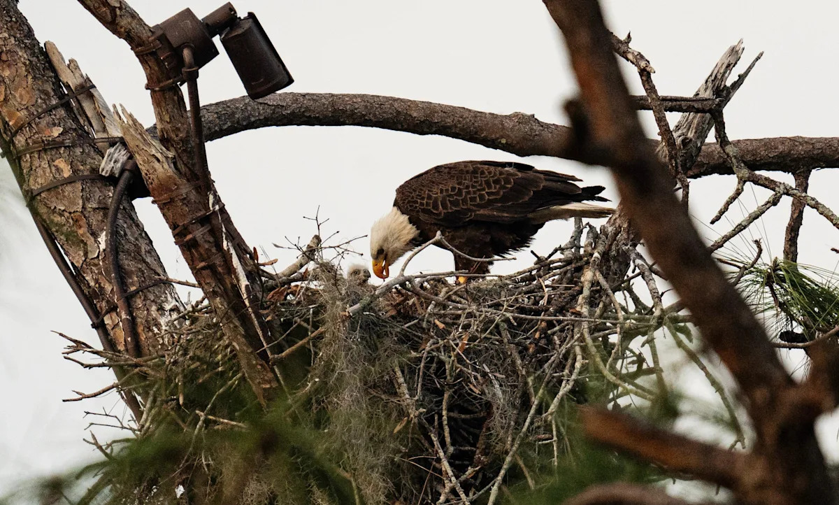 Beloved bald eagle presumed dead after going missing from Florida nest